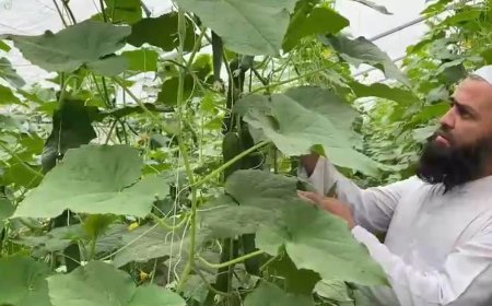 باړه کښې بغير دسپرے نه په جديده طريقه  دبادرنګو پيداوار