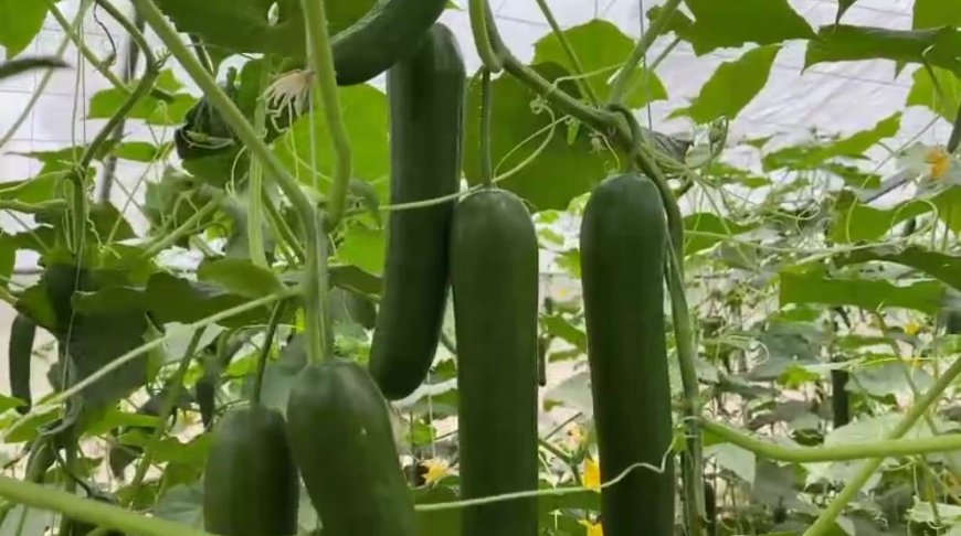 باړه کښې بغير دسپرے نه په جديده طريقه  دبادرنګو پيداوار