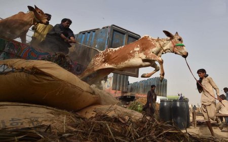 ترکي کښې  دقربانۍ په دوران ١٤ زره کسان ژوبل