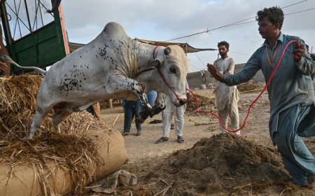 صوابۍ کښې د غوا په لته ځوان مړ، پنجاب کښې ٤١ کسان ژوبل