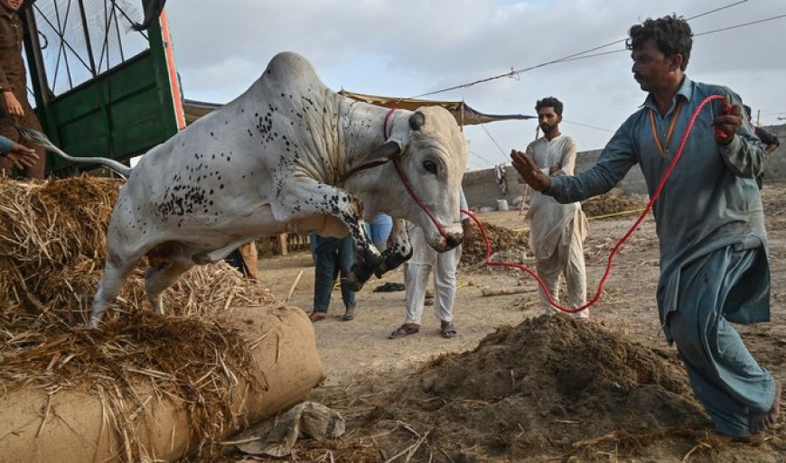 صوابۍ کښې د غوا په لته ځوان مړ، پنجاب کښې ٤١ کسان ژوبل