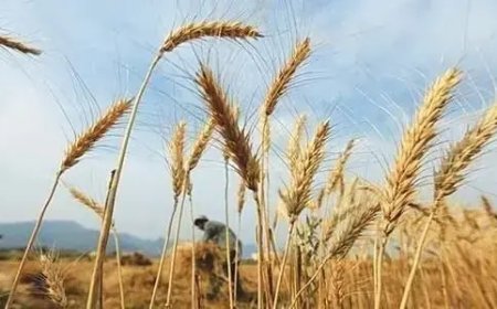 دصوبې اسټريټجک ذخيرو نه د يو لک ٣٦ زره ميټرک ټنه غنمو ورکړه شروع