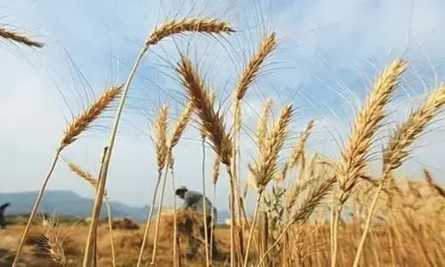 دصوبې اسټريټجک ذخيرو نه د يو لک ٣٦ زره ميټرک ټنه غنمو ورکړه شروع